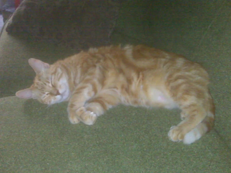 a orange cat laying on the ground sleeping