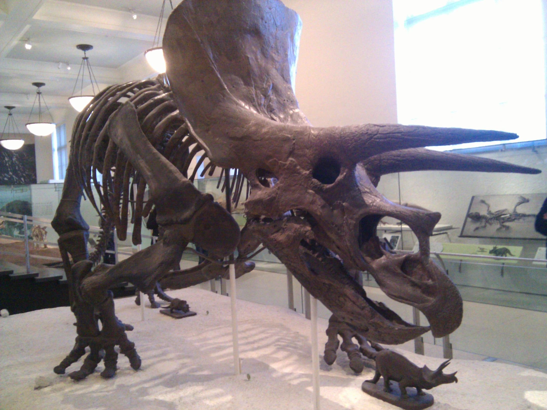 a museum display featuring a large dinosaur skeleton with long, curled horns