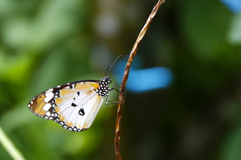 a erfly resting on a leaf in the forest