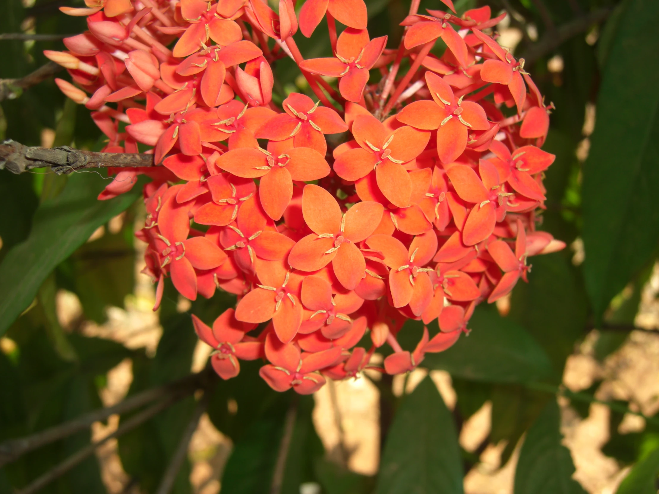 a close up of a red flower with green leaves