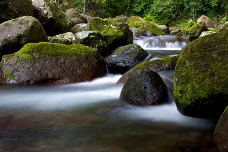 a closeup image of some rocks covered with moss