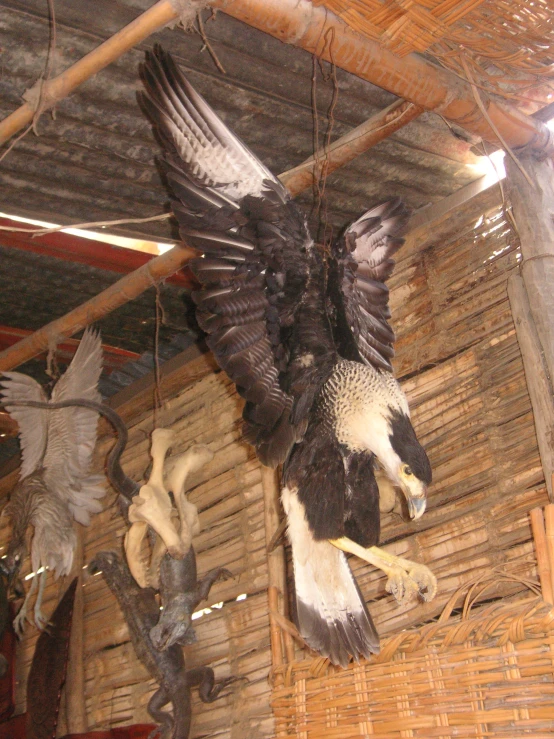 an eagle display in a building that has various sculptures on it