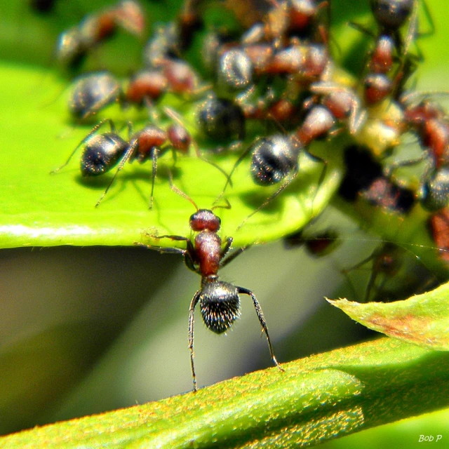 a group of bugs is in the middle of a plant