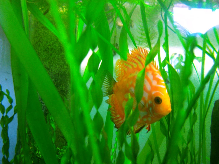 a goldfish in an aquarium filled with green plants