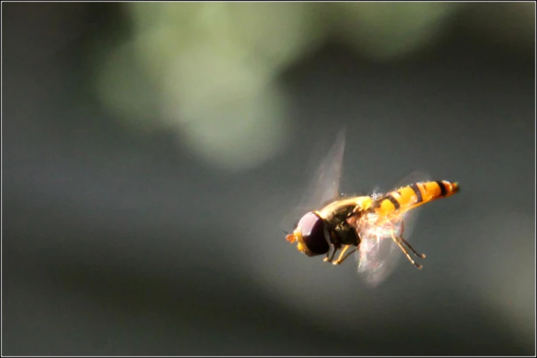 a small bee that is flying through the air