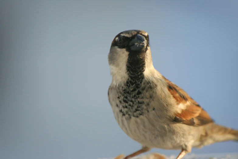 a bird with brown and white feathers is looking up