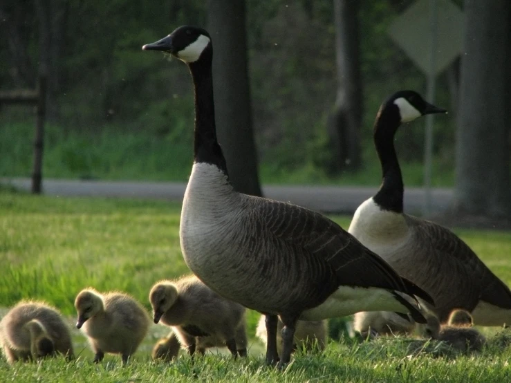 several geese are standing next to their young chicks