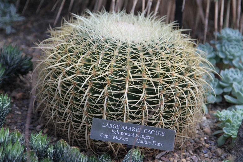 a yellow cactus with an identification stick sitting on the ground