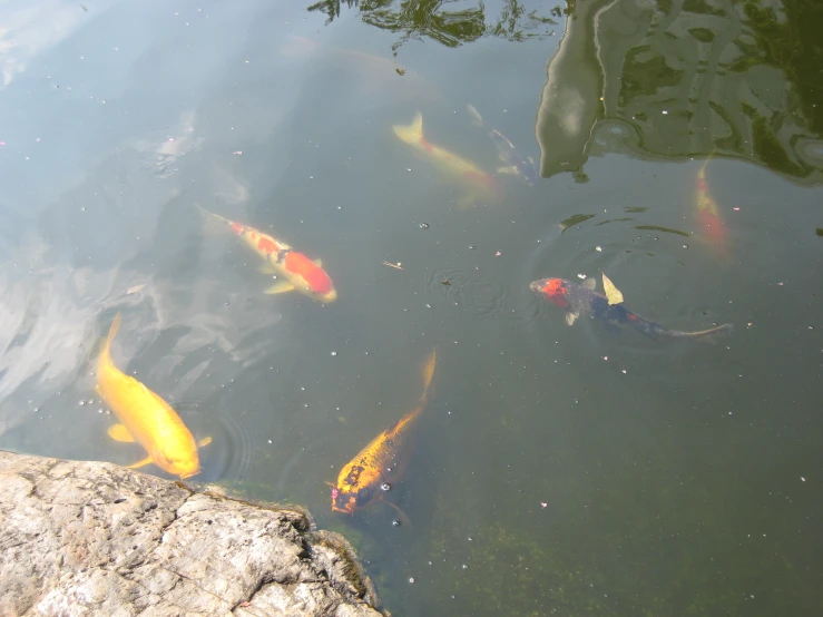 some goldfish are swimming in the water together