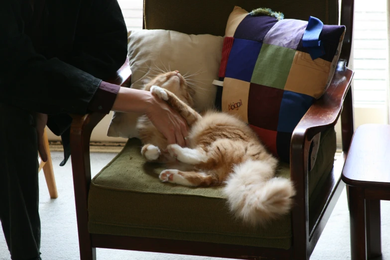 someone petting a cat on a chair that is decorated with color