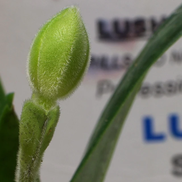 the first flower bud is starting to show up