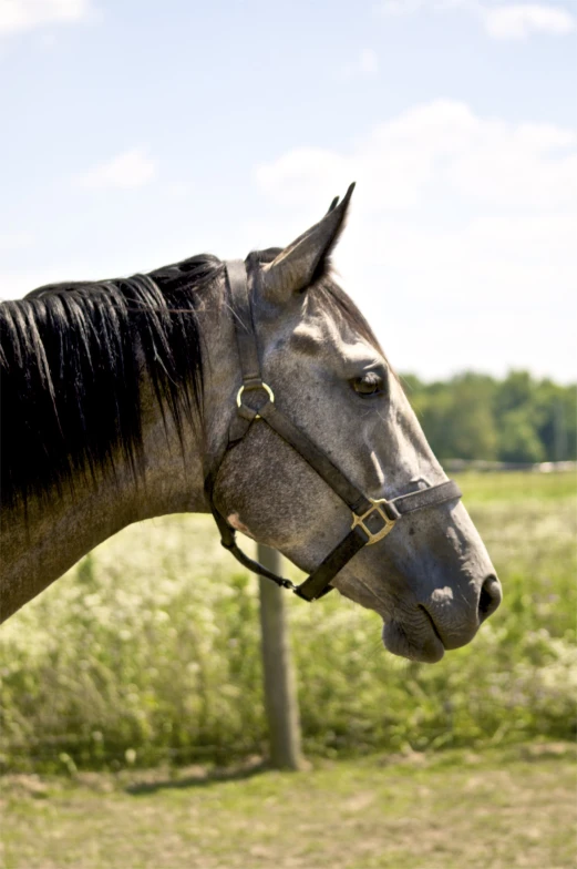 a horse is standing in the grass by a fence