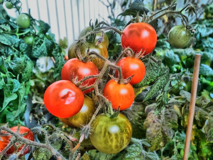 the tomatoes are ripe and hanging on the plant
