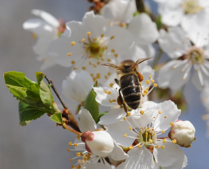 there is a bee on some blossoms