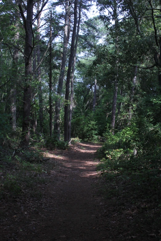 a dirt path in a dense forest with trees