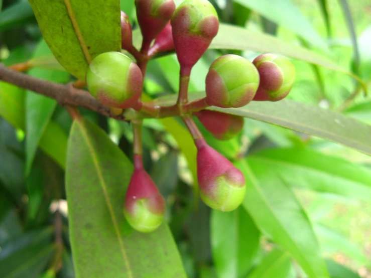 green leaves and buds on a nch outside