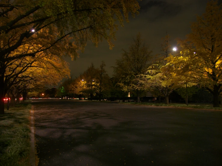 trees and grass lit up at night in an open parking lot