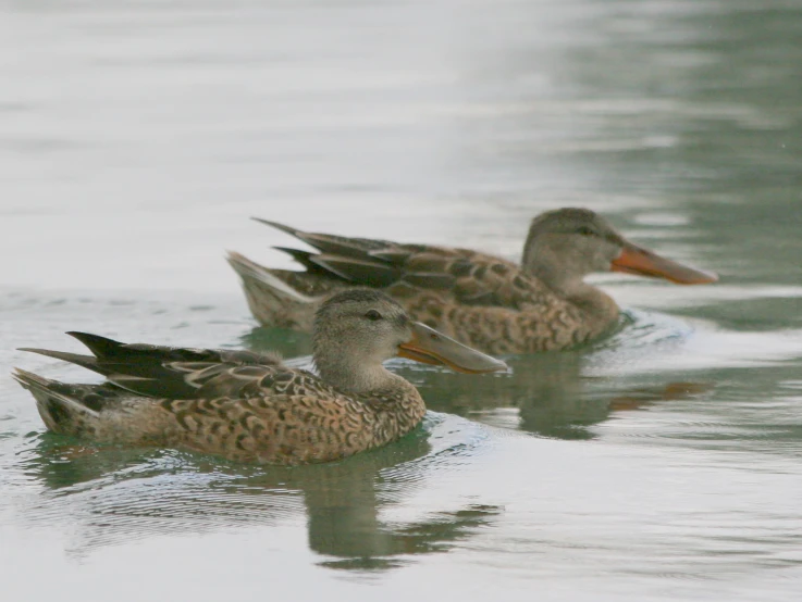 three ducks are in the water together on calm water