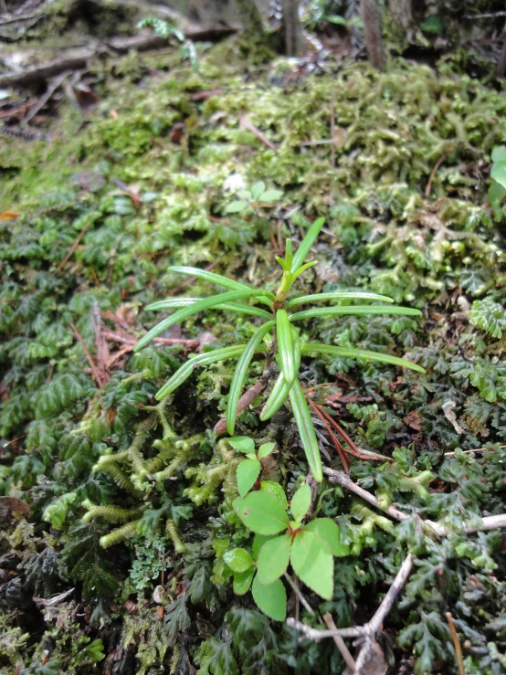 green plants are growing from the mossy ground