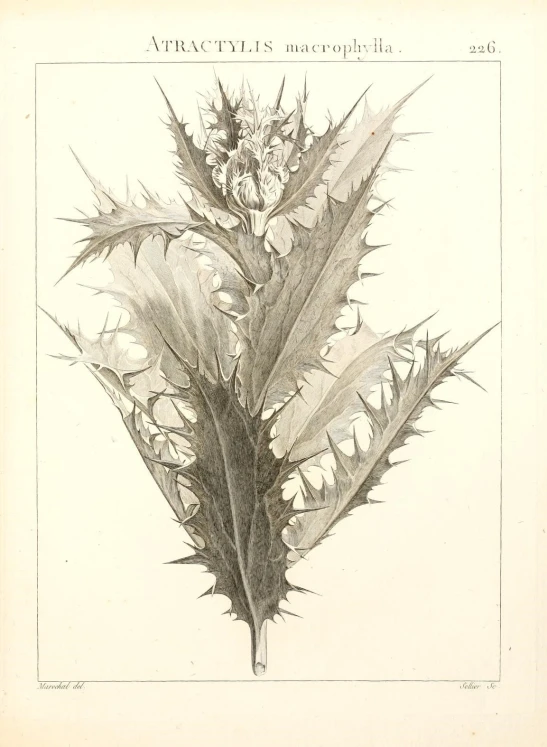 a black and white drawing of leaves