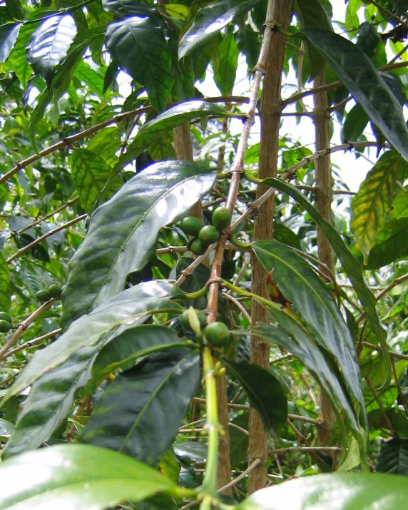 a green leafy plant with some fruits growing on it