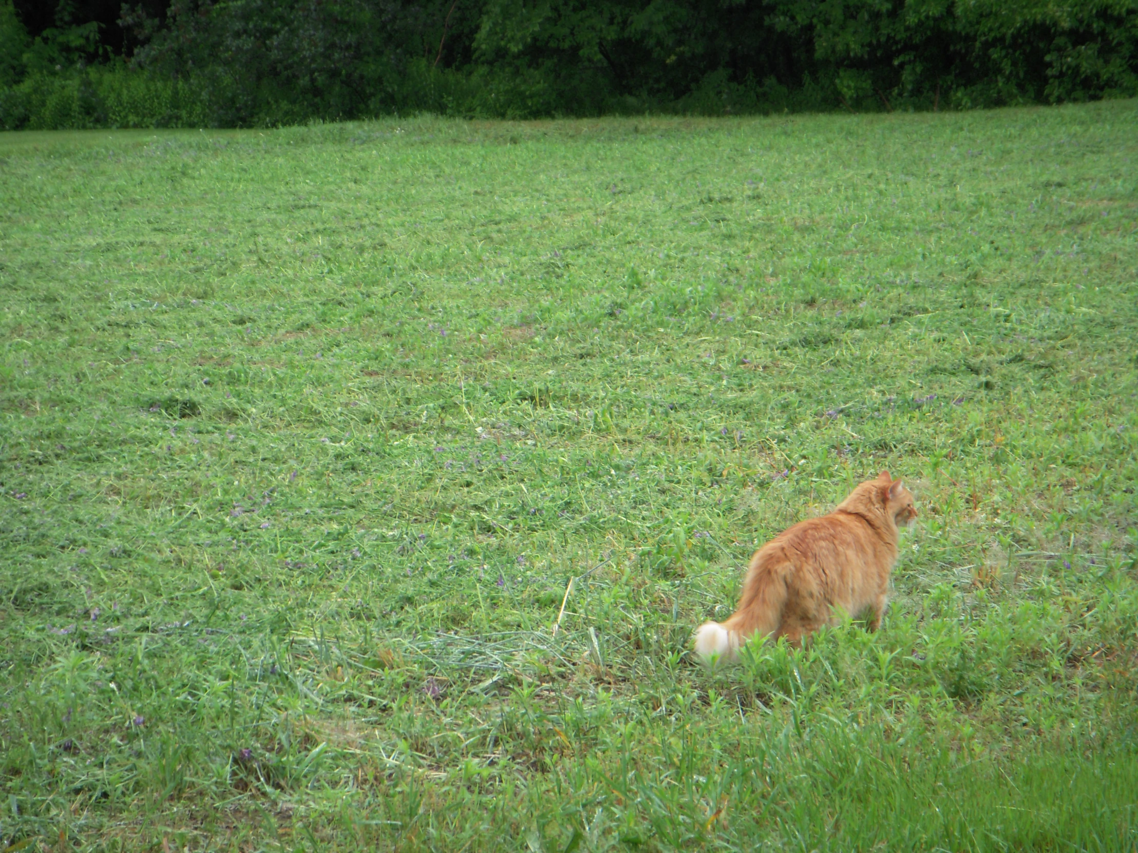 the dog is standing in the grass alone