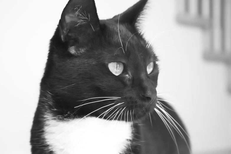 black and white cat looking in the mirror