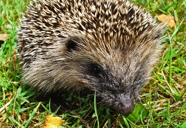 an adorable hedgehog standing on green grass in the sun