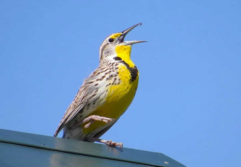 a bird perched on top of a metal pole