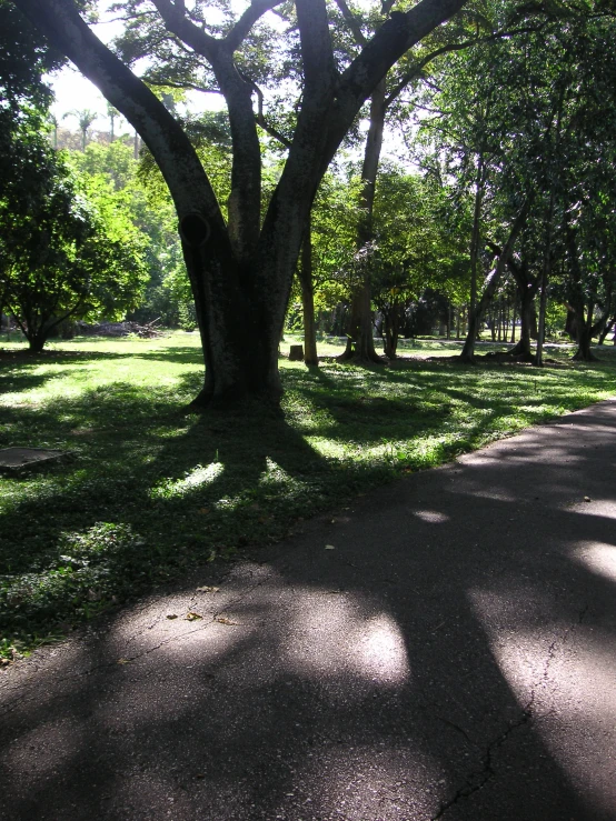 shadows of trees on a path next to the grass