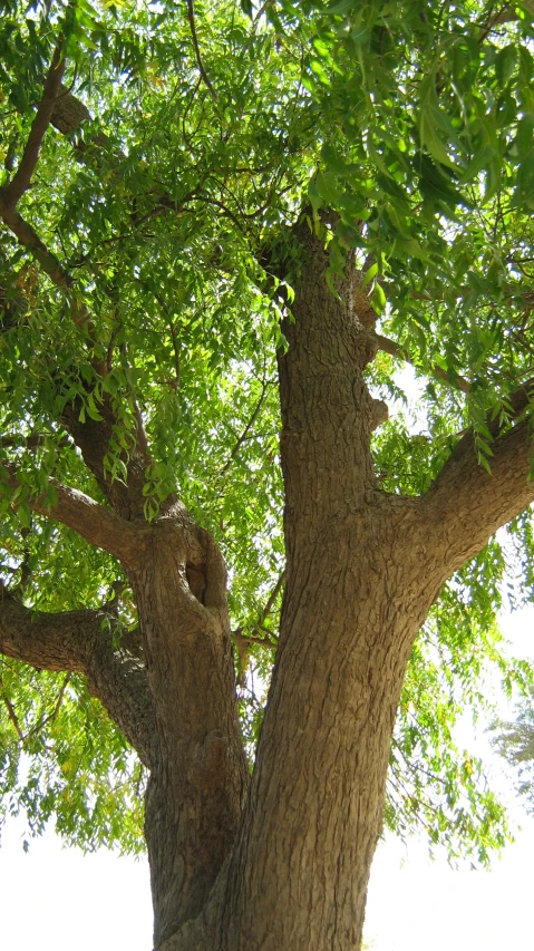 a close up view of a large tree with green leaves