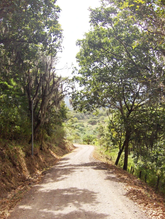 the road is surrounded by some trees and bushes