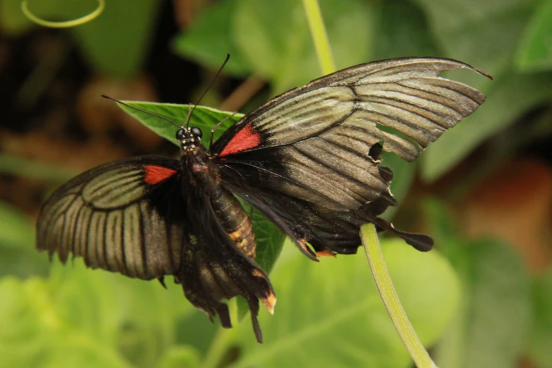 this is a erfly sitting on top of some leaves