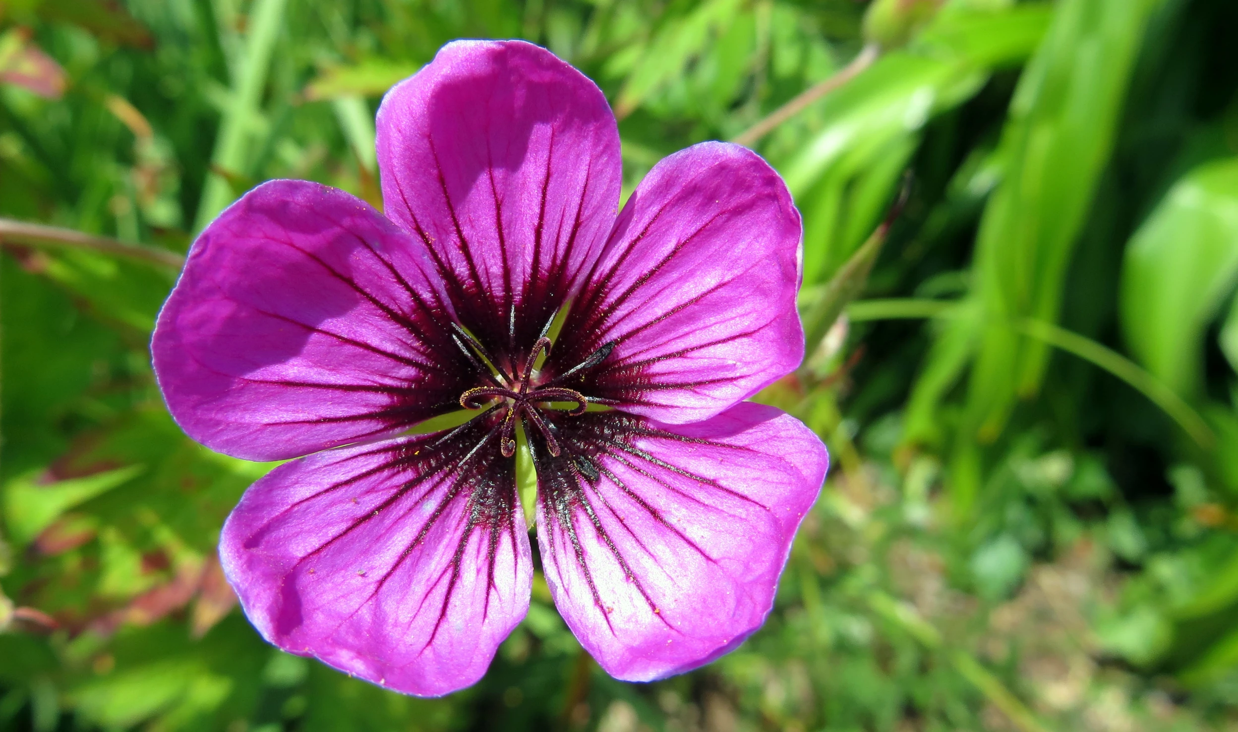 the large purple flower is growing through the grass