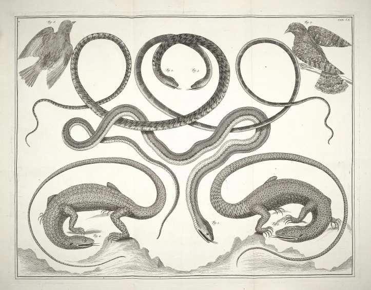 an old engraving with some birds in the middle