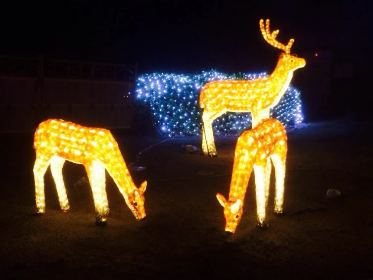 two deer and doe lighted in a field