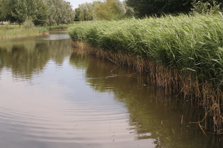 a river with a small boat and tall green grass