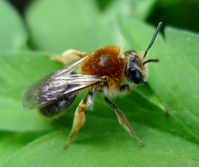 a small brown and yellow insect on green leaves