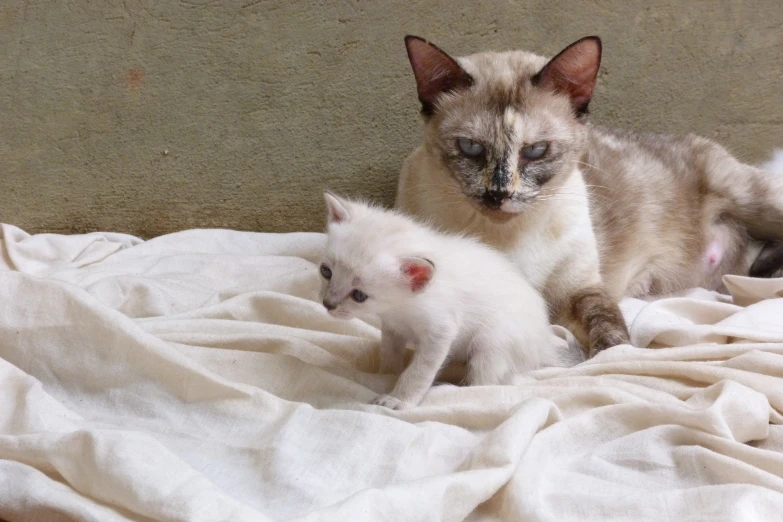 a couple of cats are laying on some blankets