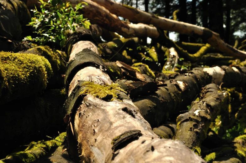 a bunch of logs that are standing in the dirt