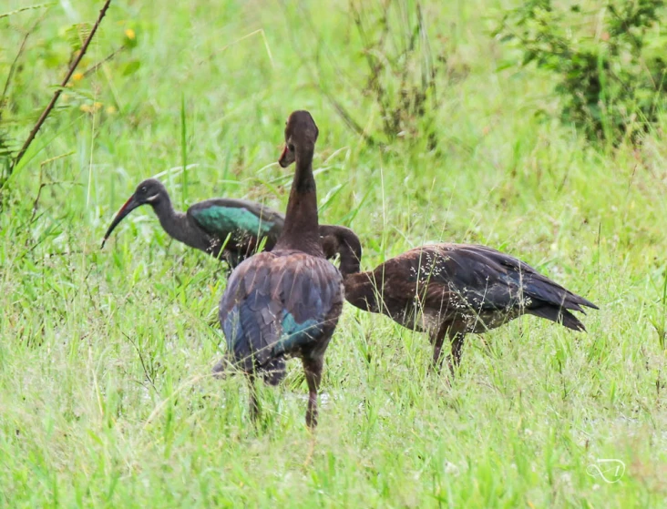 a couple of very pretty birds walking through a grassy field
