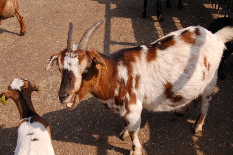 two goats stand next to each other with their heads facing different directions