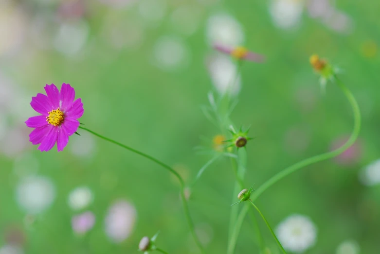 a flower grows from the grass and sits in the foreground