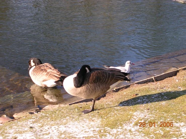 two geese are walking along a small body of water
