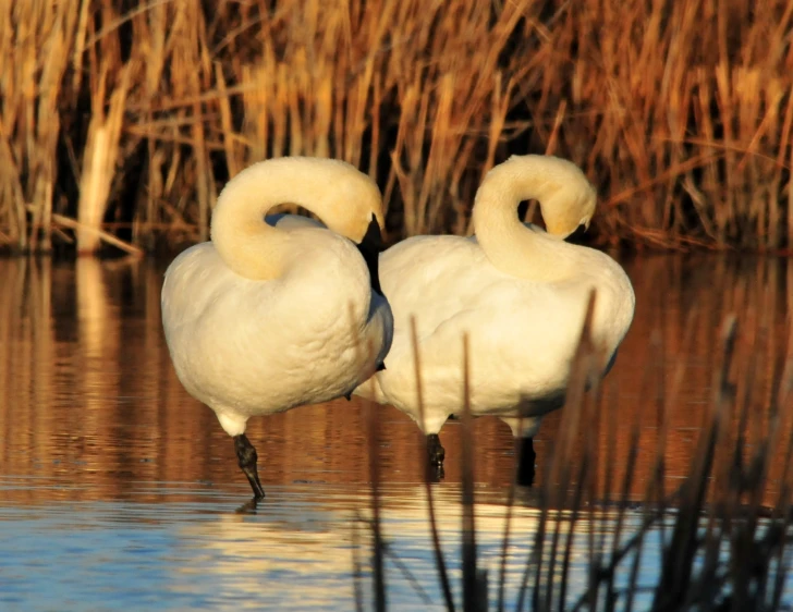two swans are facing each other in a pond