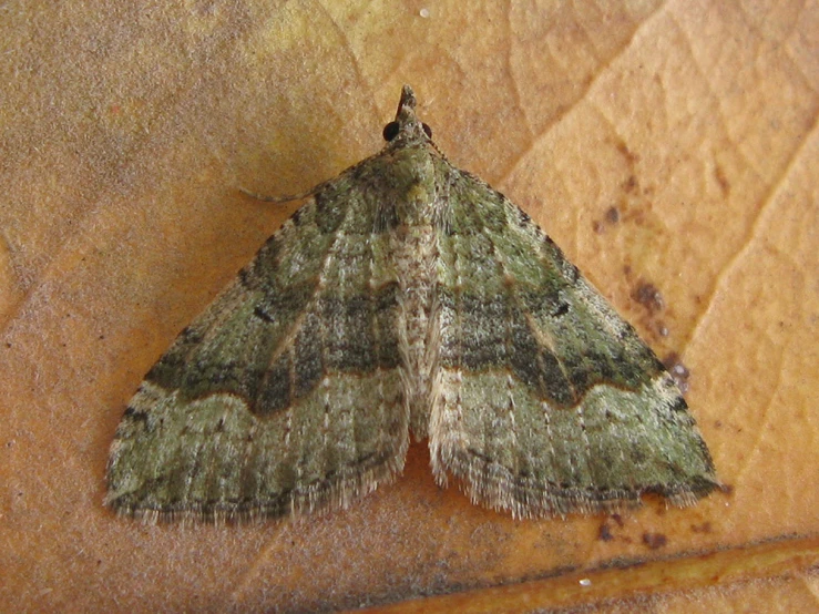 a close up of a moth on a brown surface