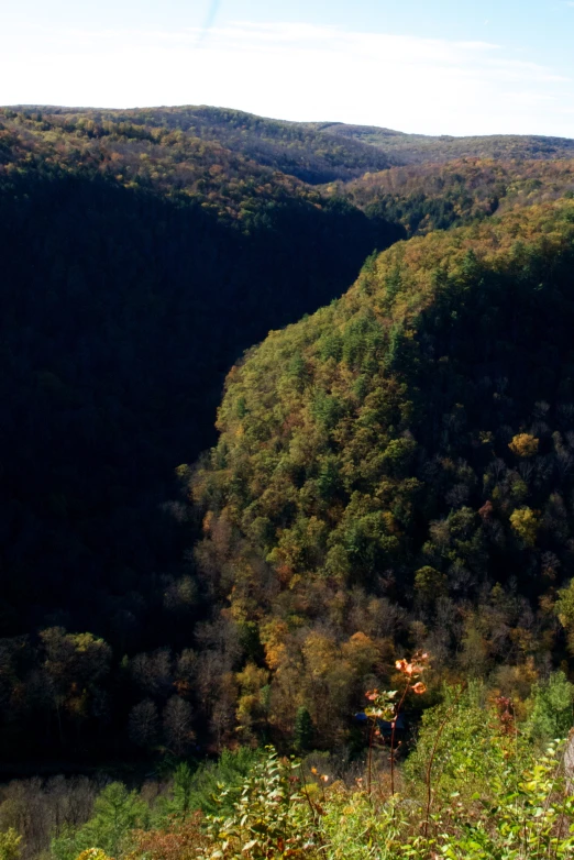 a forest filled with green trees in the distance