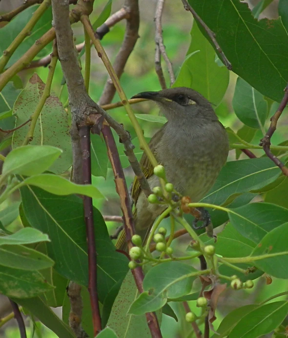 bird on nch with green leaves and nuts