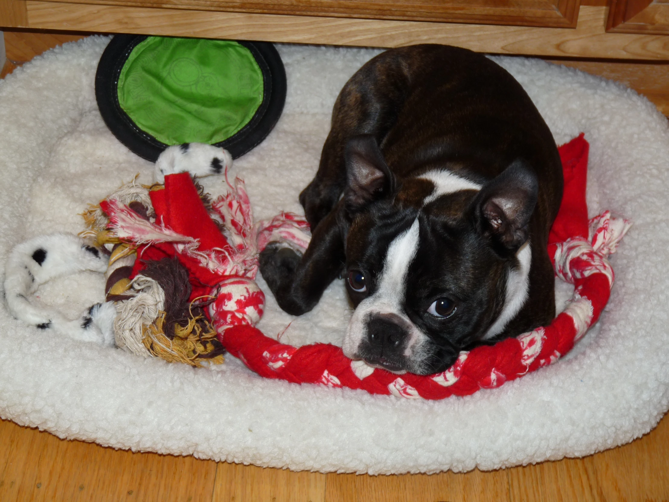 a small black and white dog laying on top of a blanket