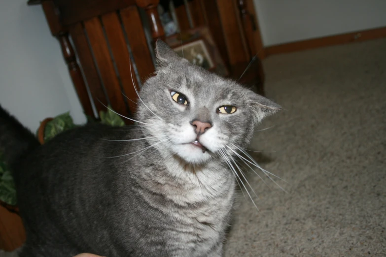 a grey cat standing on the floor with a surprised look on its face